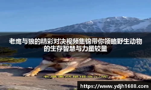 老鹰与狼的精彩对决视频集锦带你领略野生动物的生存智慧与力量较量